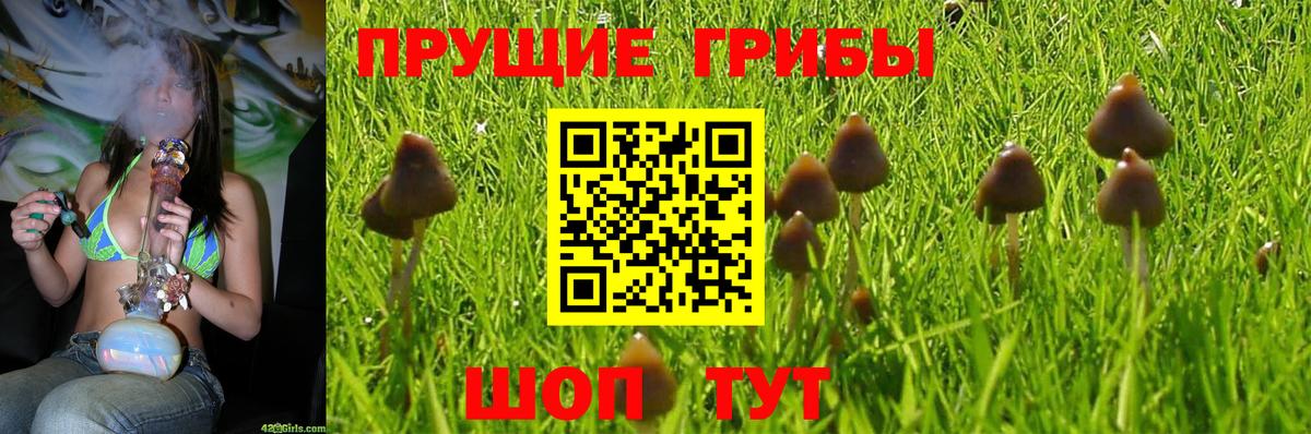 Псилоцибиновые грибы MAGIC MUSHROOMS  Галлюциногенные грибы Psilocybe  Усть-Джегута  Вход с VPN 